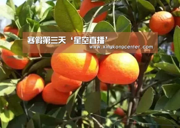 寒假第三天‘星空直播’(图1) 星空娱乐